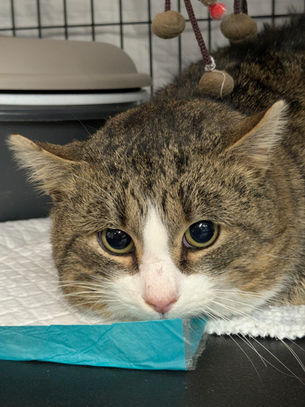 Traktor - täiskasvanud kassipoiss (Kassituba, Nõmme)