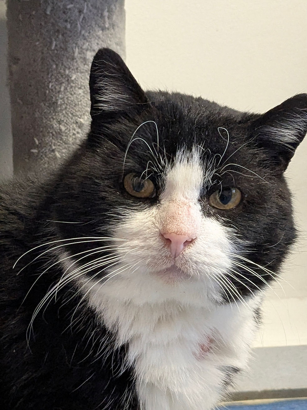 Jäss- ~6-aastane kasspoiss (Kassituba, Nõmme)