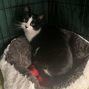 Beljaš - 7-kuune kassipoiss (Tallinn)