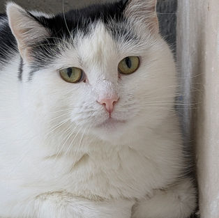Yuki - ~2-aastane kassineiu (Kassituba, Nõmme)
