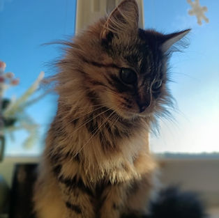 Freya - ~11-kuune kassineiu (Tallinn)