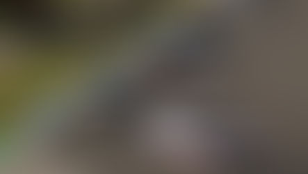 Honda renova parceria com o Troféu TypeR Legacy Cup