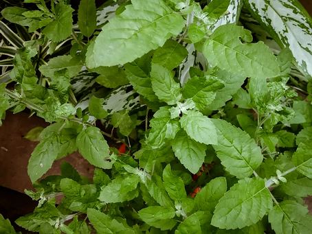 Tulsi | Yoga of Eating