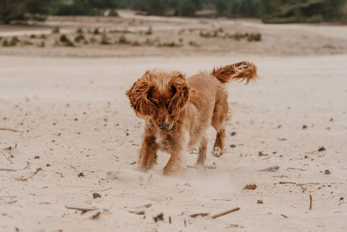 Honden Fotoshoot Momenten Fotografie Nunspeet Harderwijk Ermelo Uddel Elspeet Elburg Epe Zwolle Putten Nijkerk Emst Epe Vaassen Oene