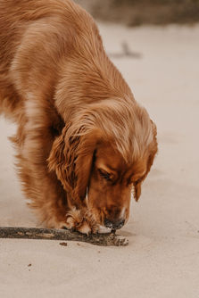 Honden Fotoshoot Momenten Fotografie Nunspeet Harderwijk Ermelo Uddel Elspeet Elburg Epe Zwolle Putten Nijkerk Emst Epe Vaassen Oene
