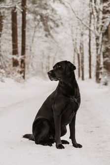 Honden Fotoshoot Momenten Fotografie Nunspeet Harderwijk Ermelo Uddel Elspeet Elburg Epe Zwolle Putten Nijkerk Emst Epe Vaassen Oene