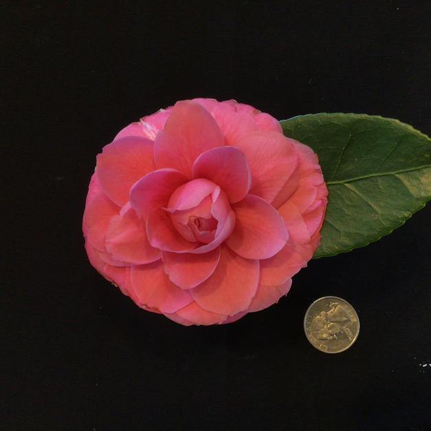 Oranda Ko Sm 2027.jpeg