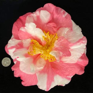 Betty Sheffield Pink var Med 1476.jpeg