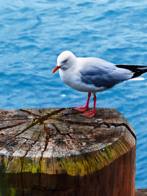 A serene coastal scene unfolds in "Relaxing," where a solitary bird perches gracefully on a weathered wooden stump. The gentle hues of blue from the sea create a tranquil backdrop, enhancing the bird's striking features. Its vibrant orange beak and delicate stance evoke a sense of calm and contemplation. The intricate textures of the wood, marked by time and nature, contrast beautifully with the smoothness of the water, inviting viewers to pause and reflect. This artwork embodies a peaceful moment, making it a perfect addition to any space seeking a touch of coastal serenity.


Title: "Relaxing" by Antigoni Pagona

Year taken: 2017

Medium: Photography | Giclée print on archival paper attached on Dibond

Edition: Out of 9 + 2 AP

​Photography Size: H 80 x W 60 cm. Depth 3 cm. 
