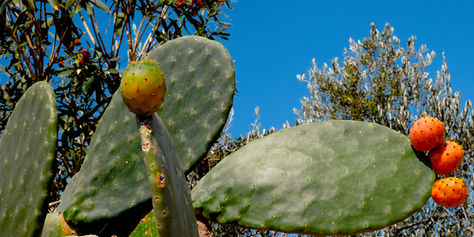 Experience the striking beauty of the Mediterranean with "Mediterranean Flora Harmony." This captivating photograph showcases the intricate details of cactus pads adorned with vibrant fruit against a brilliant blue sky. The lush greenery and unique textures of the flora evoke the essence of a sun-drenched landscape, inviting a sense of tranquility and connection to nature. Perfect for adding a touch of the outdoors to your space, this artwork serves as a stunning focal point that celebrates the rich diversity of desert life.


Title: "Mediterranean Flora Harmony" by Antigoni Pagona

Year taken: 2019

Medium: Photography | Giclée print on archival paper attached on Dibond

Edition: Out of 5 + 2 AP

Photography Size: H 70 x W 140 cm. Depth 3 cm.