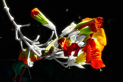 Experience the striking beauty of "Vibrant Blossoms," a captivating piece that showcases the intricate details of nature's floral wonders. This artwork presents a stunning contrast between vivid colors and a dark backdrop, allowing the blossoms to emerge with a dynamic presence. The interplay of light and shadow highlights the delicate forms and textures, inviting a closer look at the natural elegance captured in this moment. Perfect for adding a touch of color and life to your space, this piece is sure to inspire and uplift.


Title: "Vibrant Blossoms" by Antigoni Pagona

Year taken: 2019

Medium: Photography | Giclée print on archival paper attached on Dibond

Edition: Out of 5 + 2 AP

Photography Size: H 80 x W 120 cm. Depth 3 cm. 