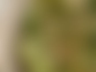 Ev yapımı makarna, bezelye-nane sos ve kıtır üst dokunuşlar bir arada. Ferah, canlı ve emekli bir tabak arayanlara özel. 🌿🍋
