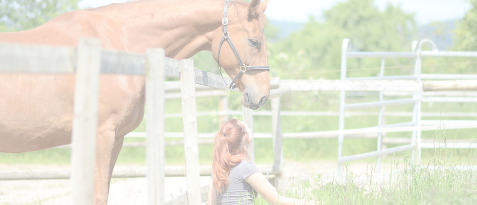 Pferd hinter den Zaun und Mensch