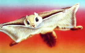 ムササビ 動植物の精密イラスト