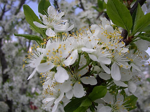 PearFlowers.JPG
