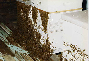 hive.jpg