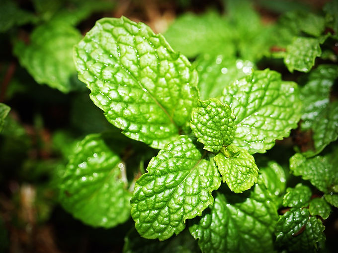 mint-1549247_1280.jpg
