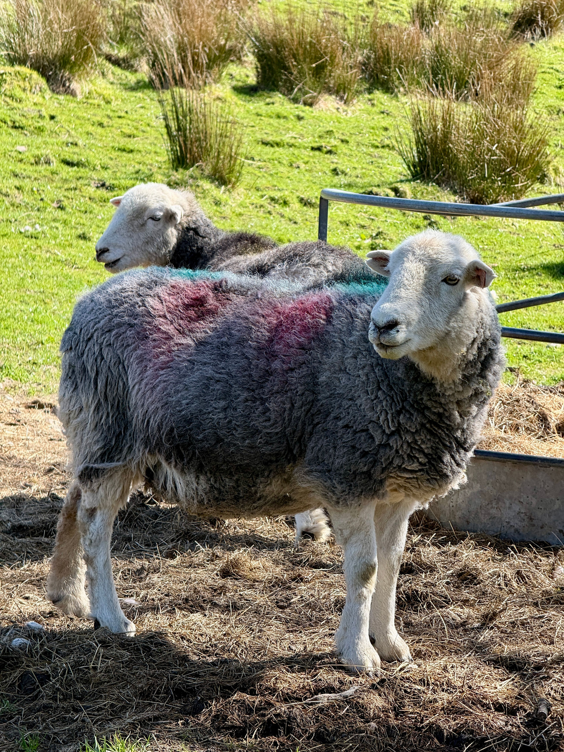 herdy sheep