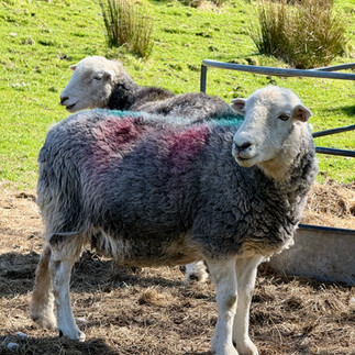 herdy sheep