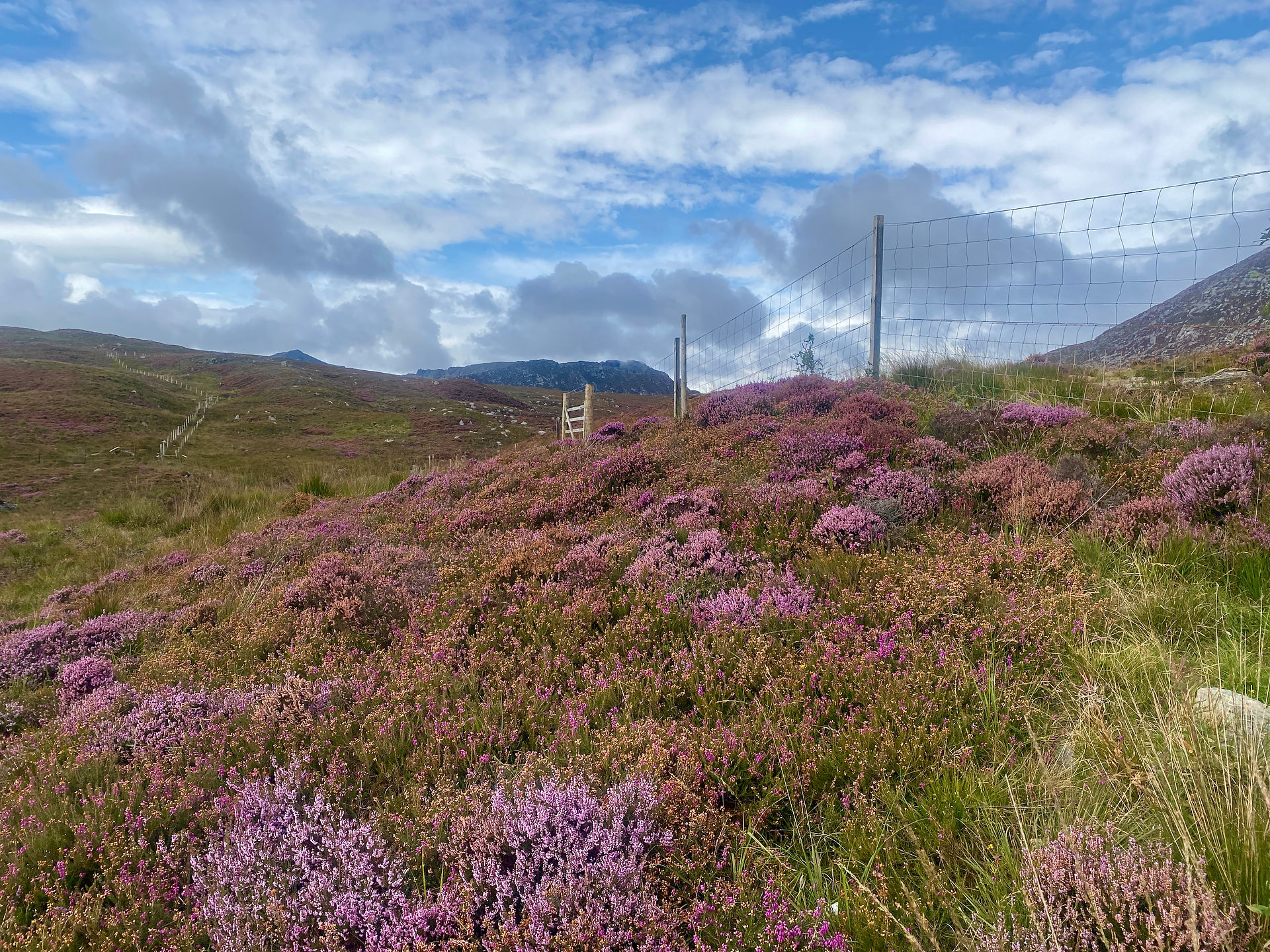 purple heather moorland