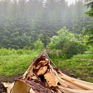 tree damaged in a storm