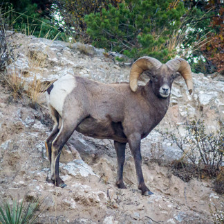 big horn sheep