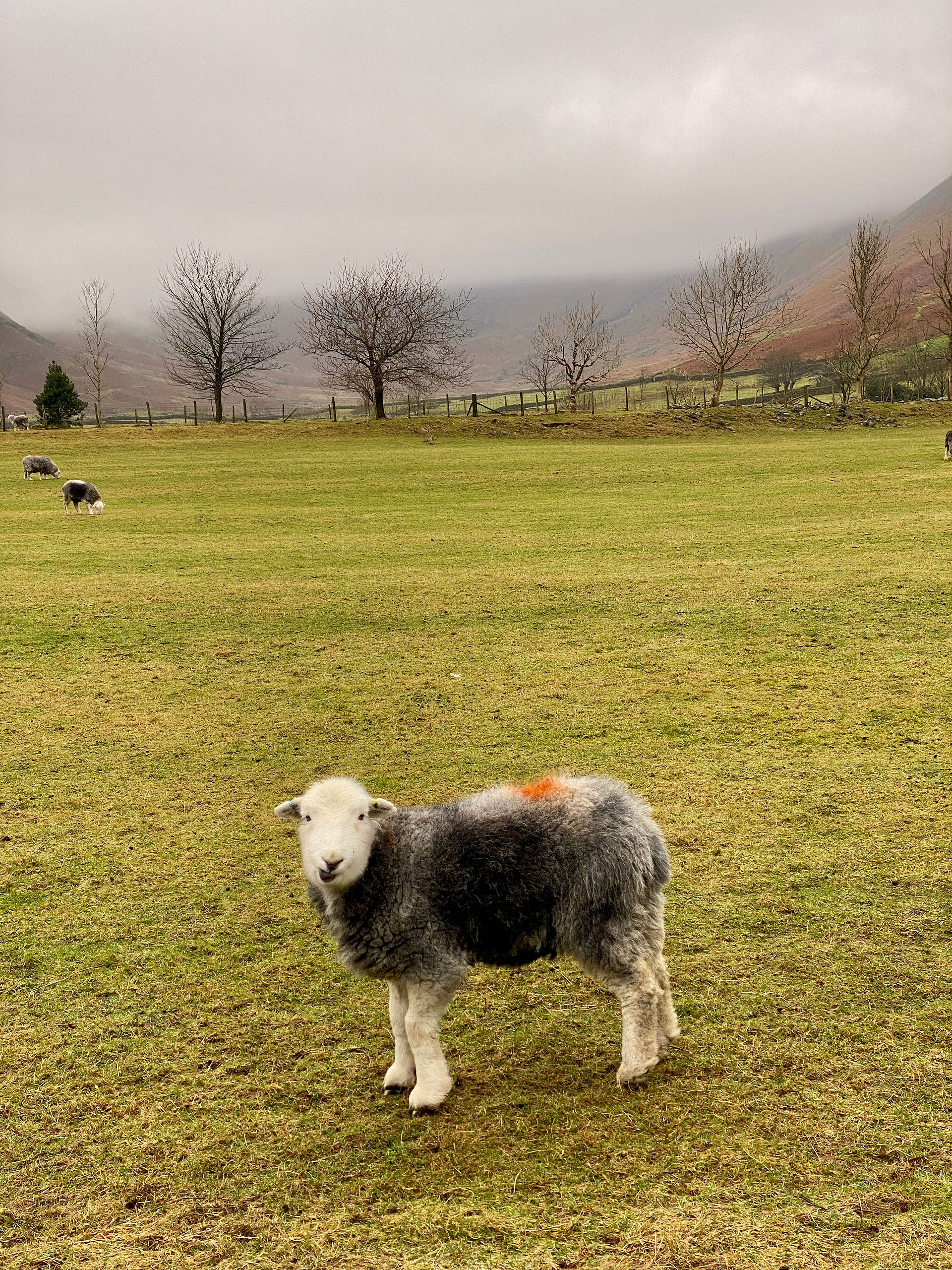 herdy sheep 