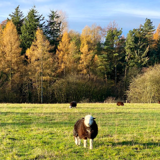 Hardwick sheep yearling