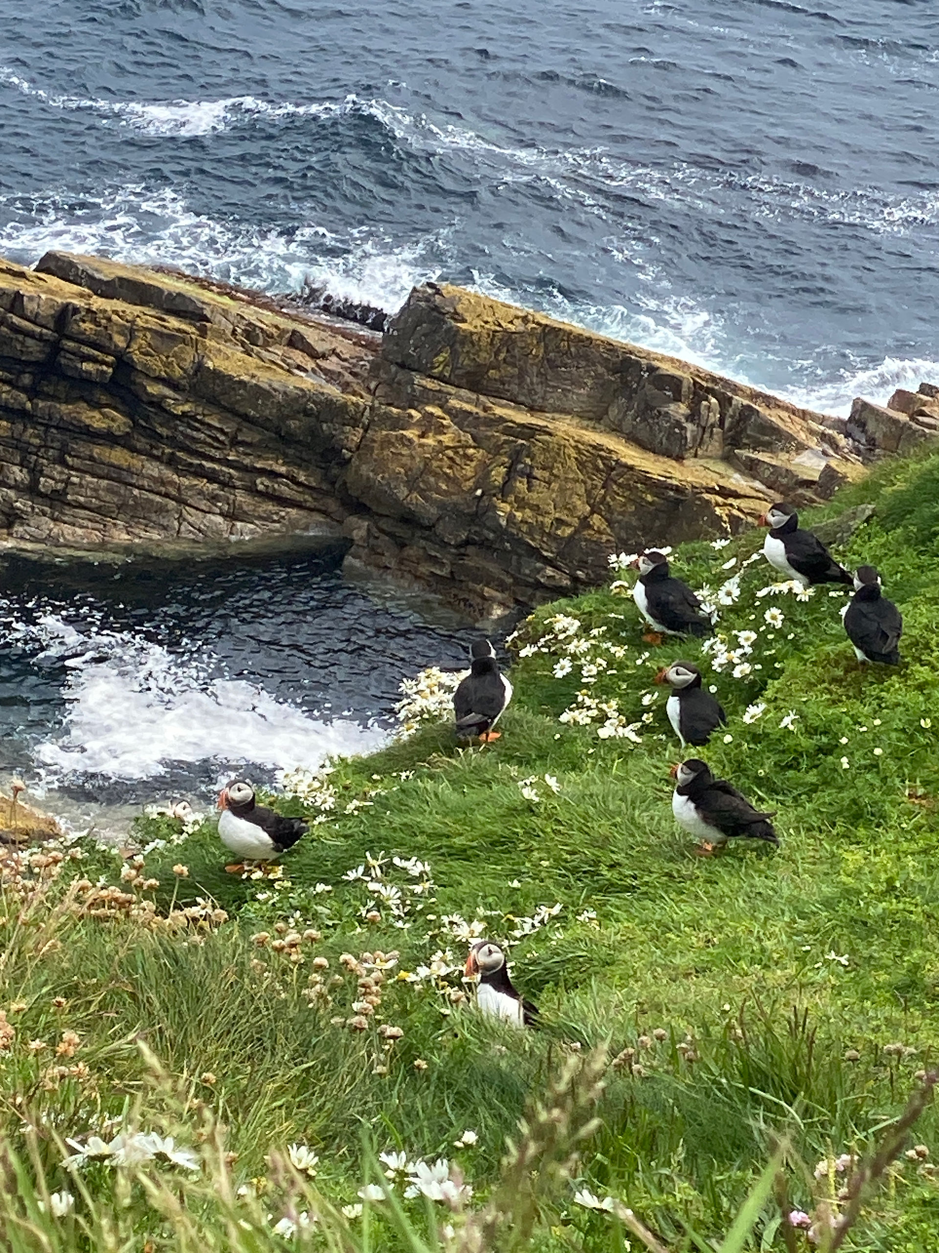 Puffins 