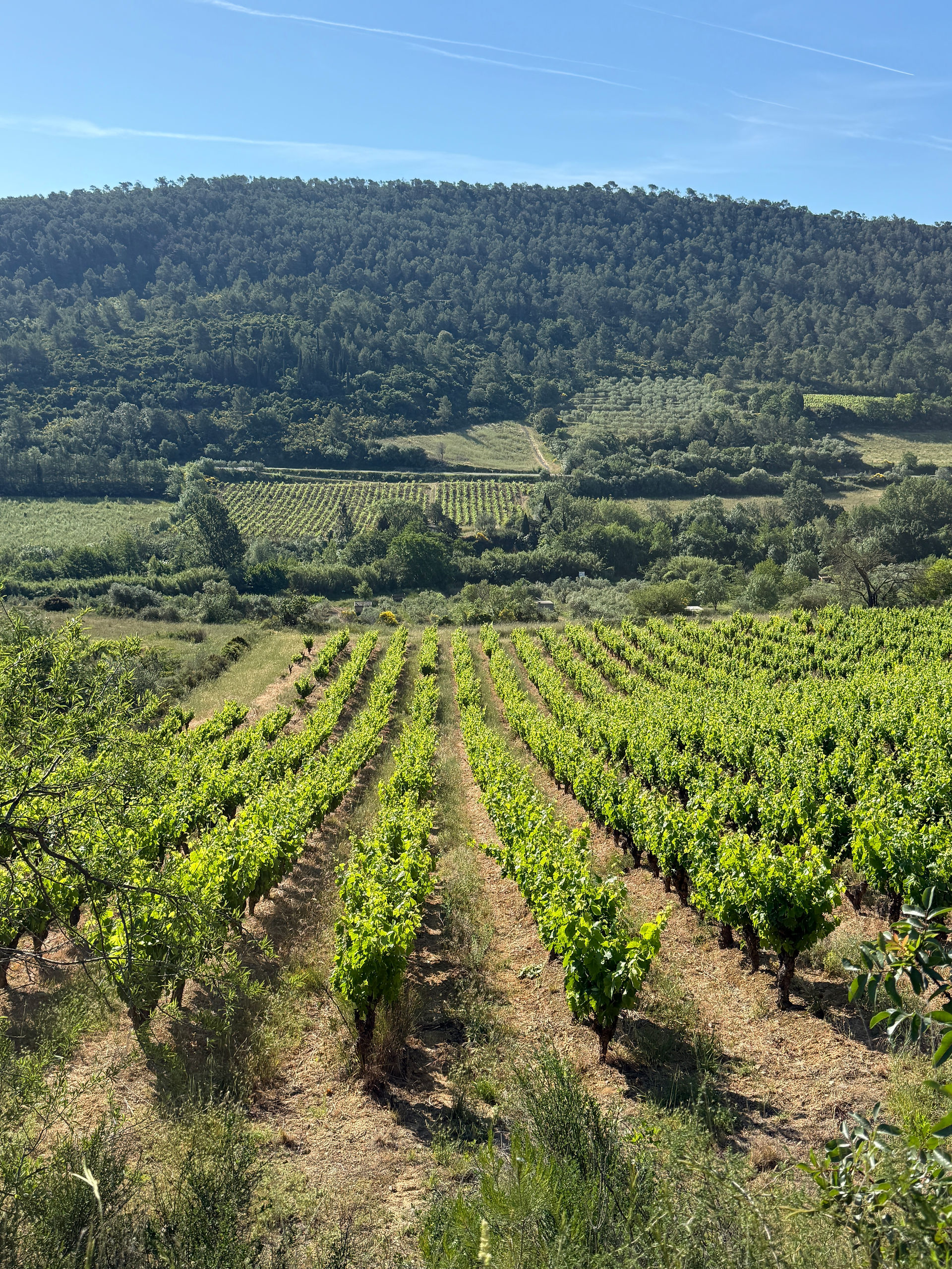 vineyard