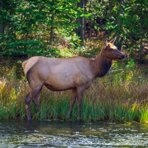 elk
