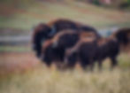 Bison family