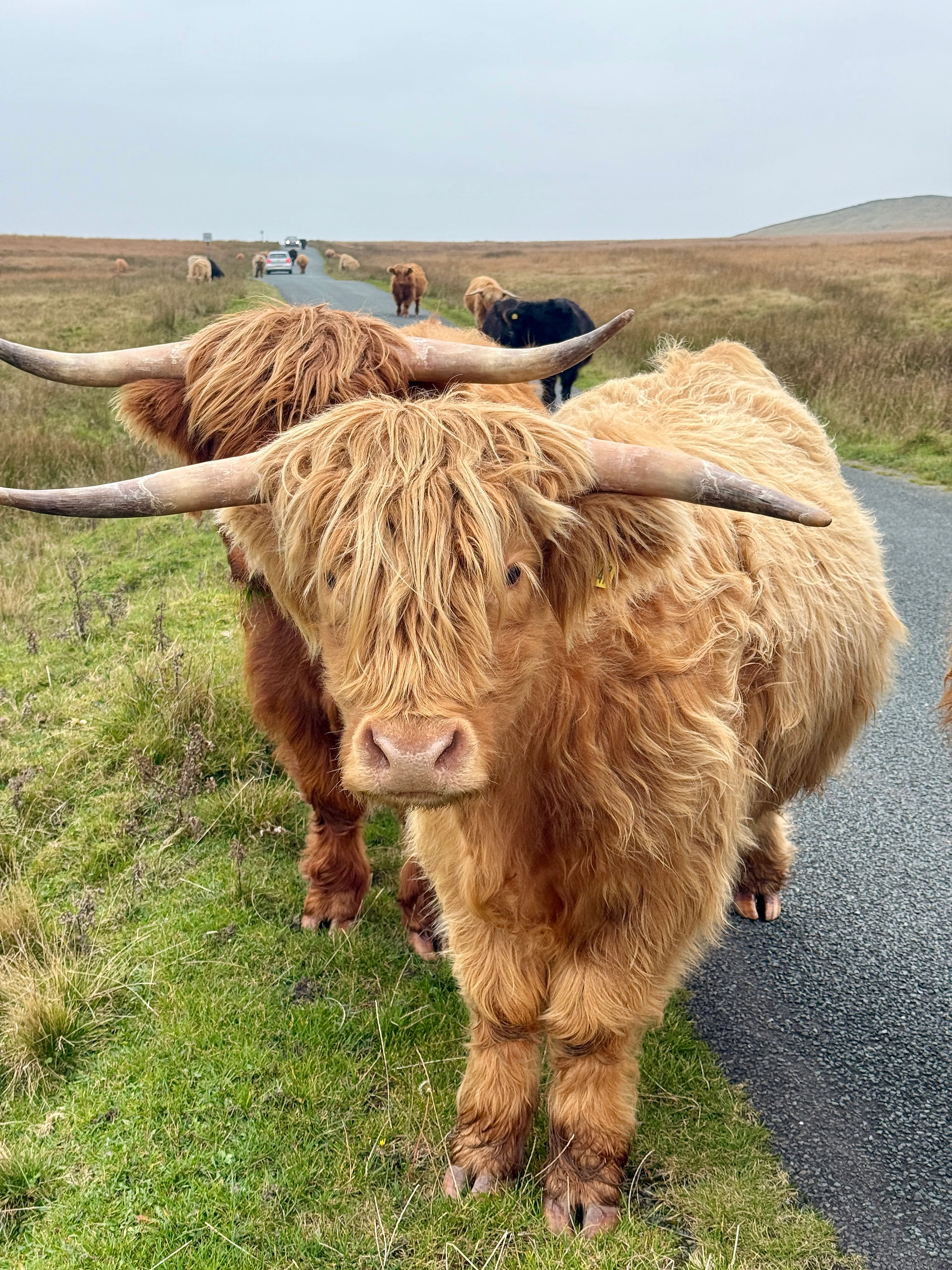 highland cows 