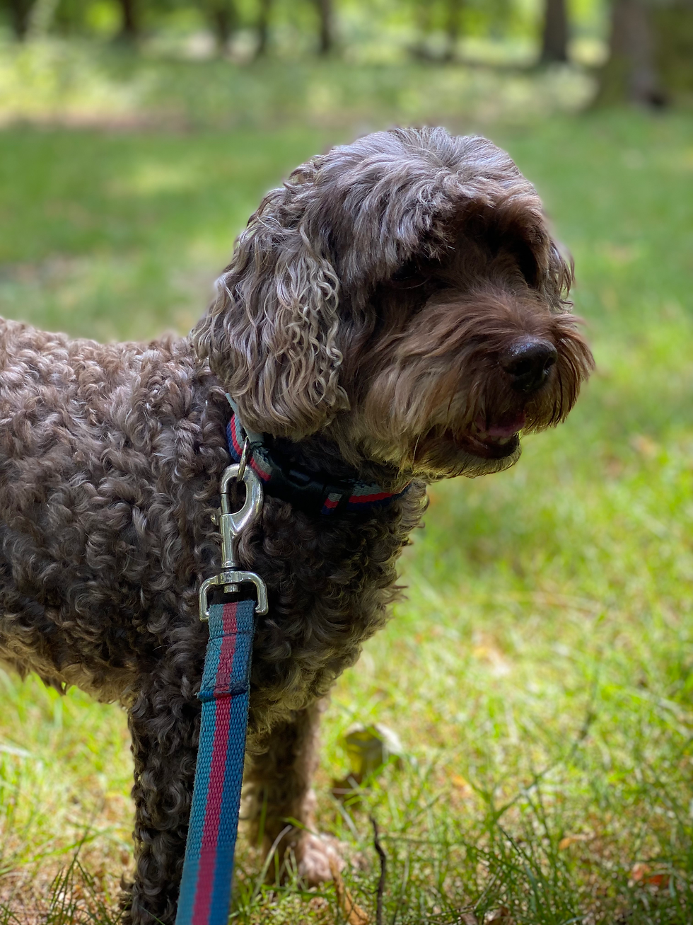 cockapoo