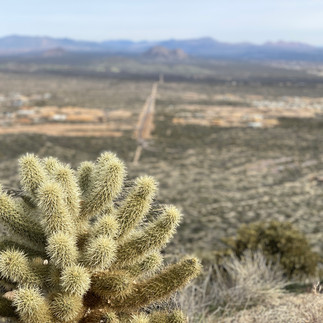teddy bear cholla cactus and view from Tom Thumb trail