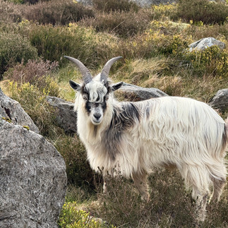 welsh wild mountain goat