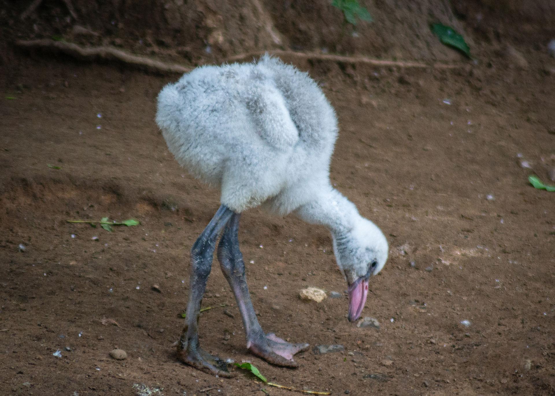 baby flamingo