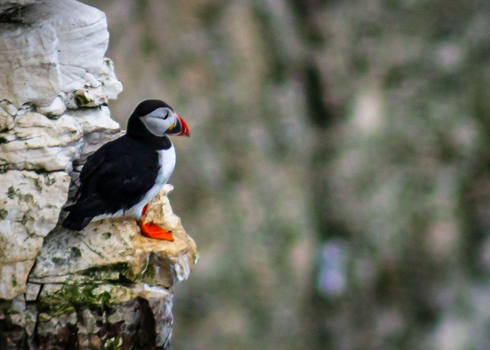 puffin