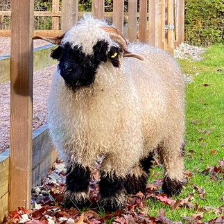 Swiss Valais Sheep