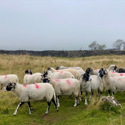 sheep 