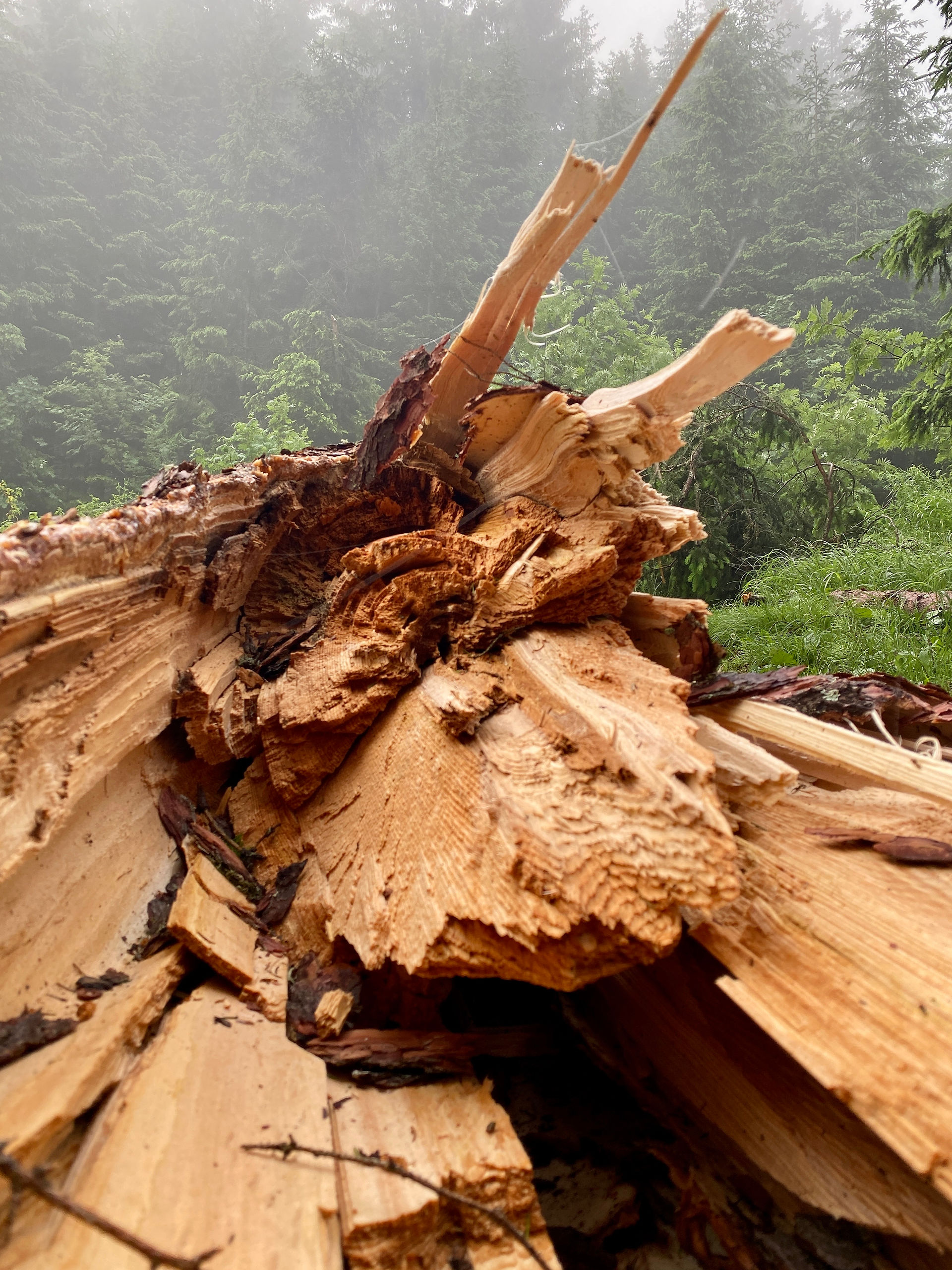 tree damaged in a storm