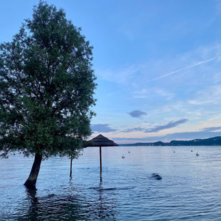 tree and umbrella in a lake that is high after a big storm