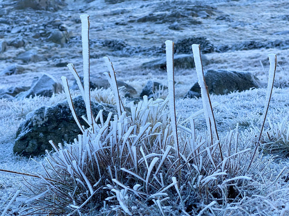 Hawefrost on grass