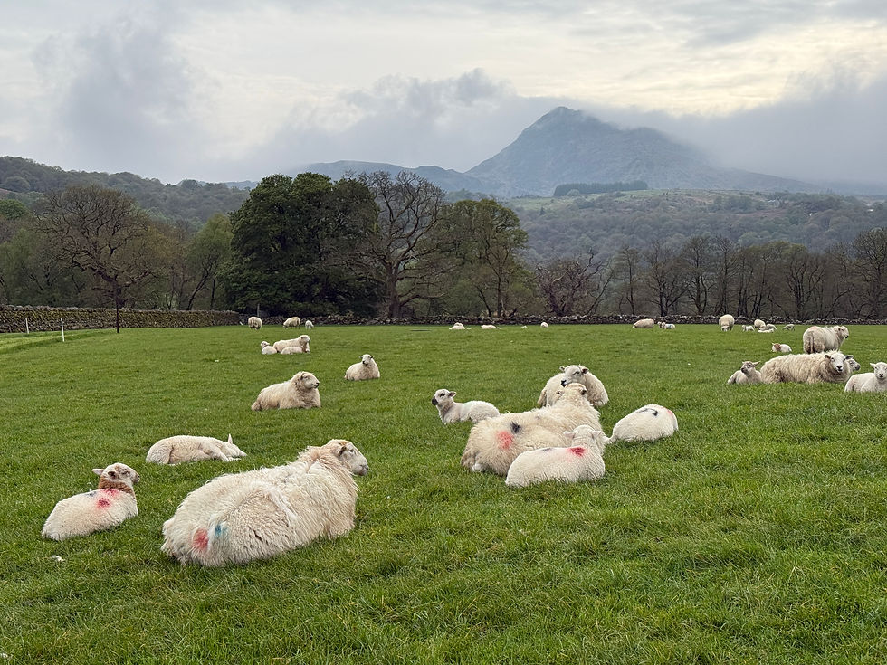 sheep and view of Moel Seabed