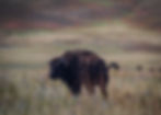 baby bison