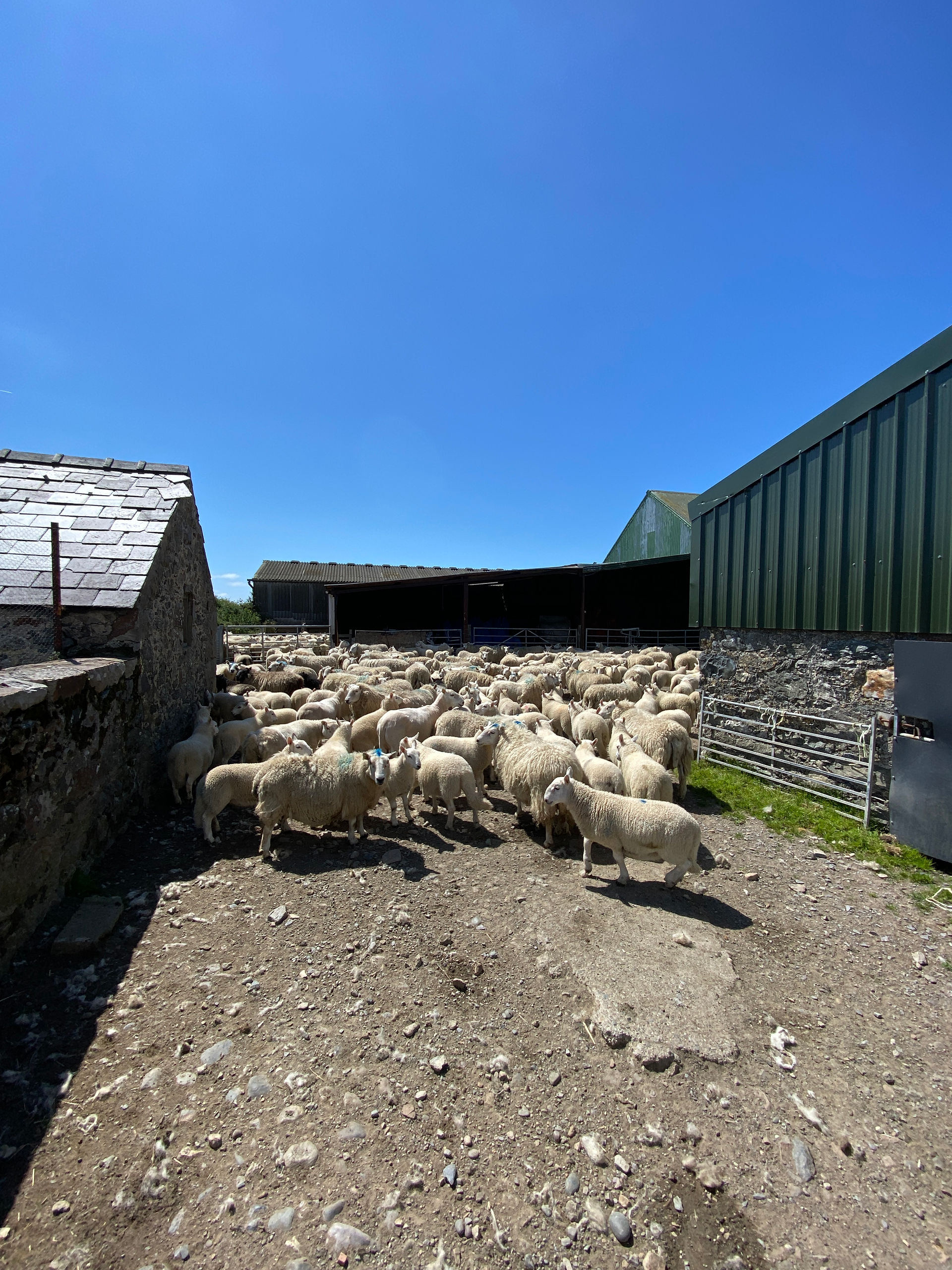 sheep in a farm yard