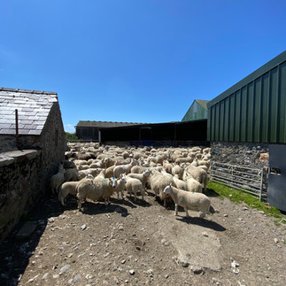 sheep in a farm yard