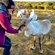 woman feeding a reindeer