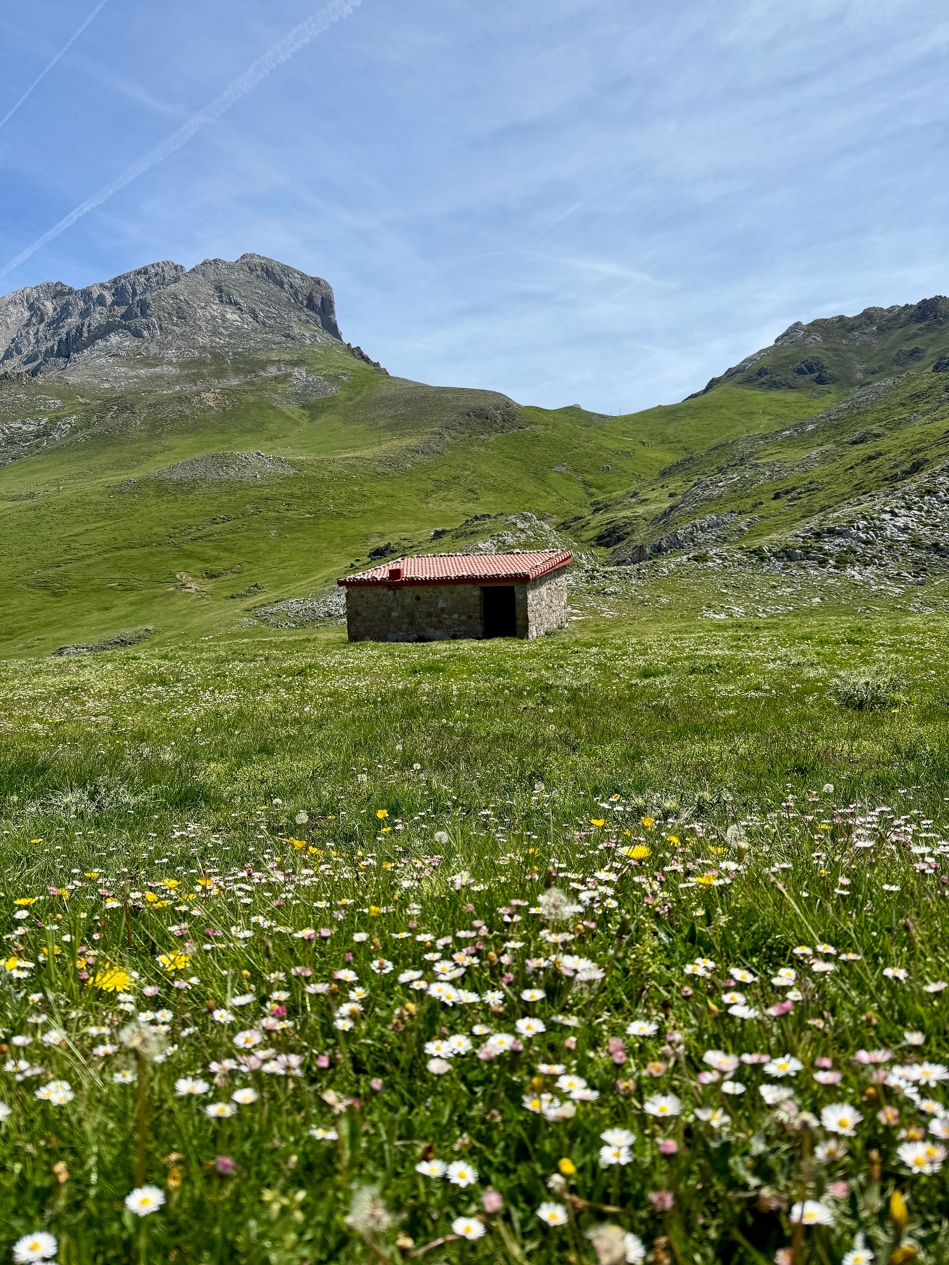 wild flower meadow 