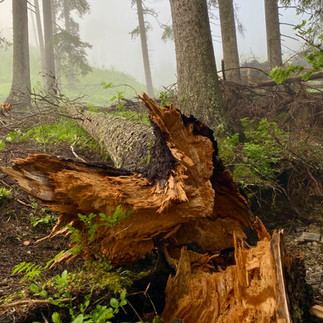 tree damaged in a storm